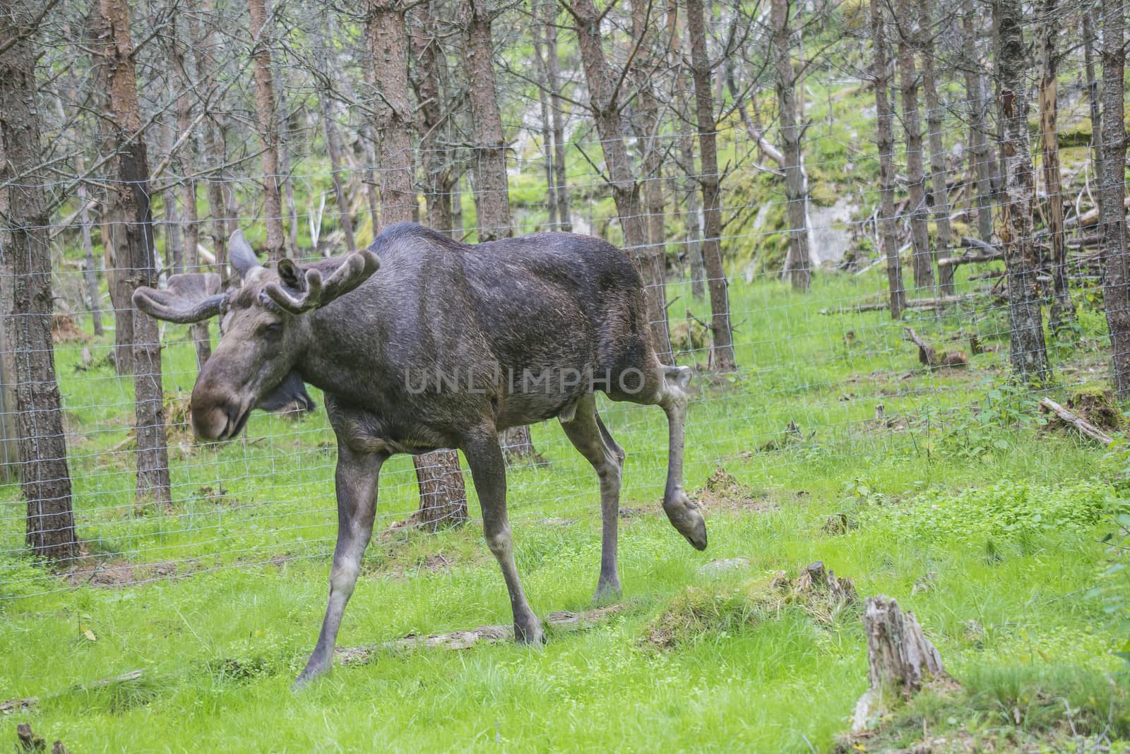 moose in a wildlife park by steirus