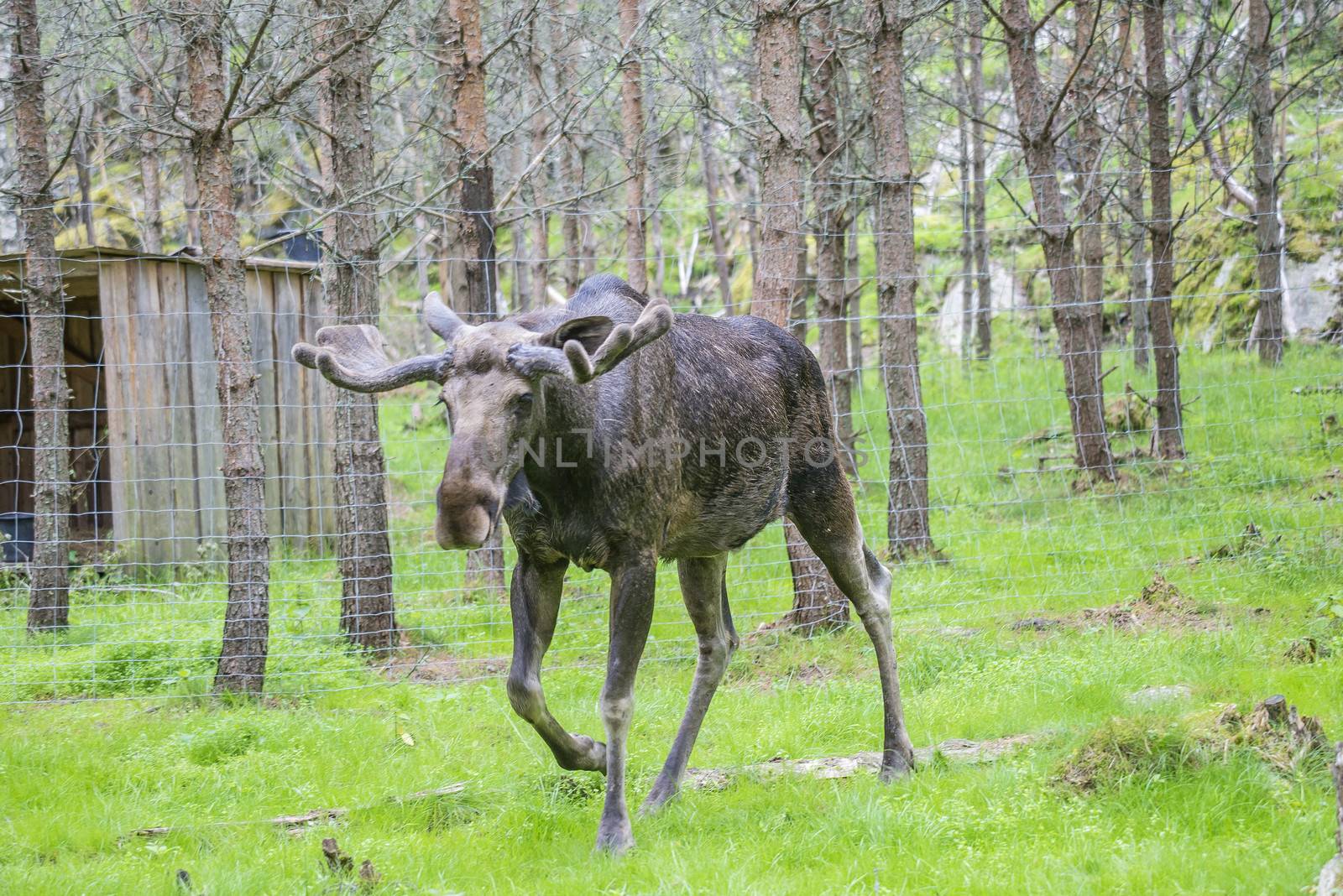 moose in a wildlife park by steirus