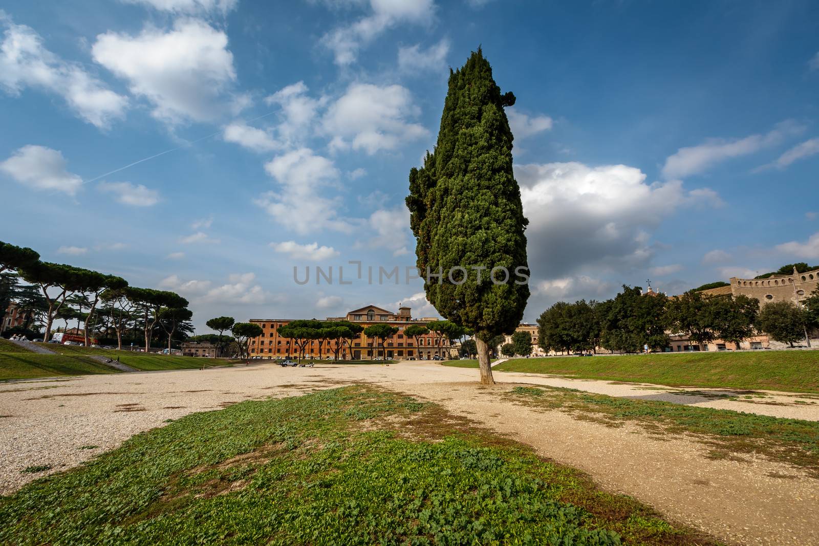 Cypress Tree on Circus Maximus, Ancient Roman Stadium near Palatine Hill, Rome, Italy
