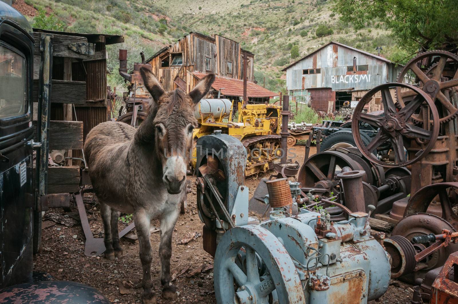 Jerome Arizona Ghost Town donkey and a lot of garbage