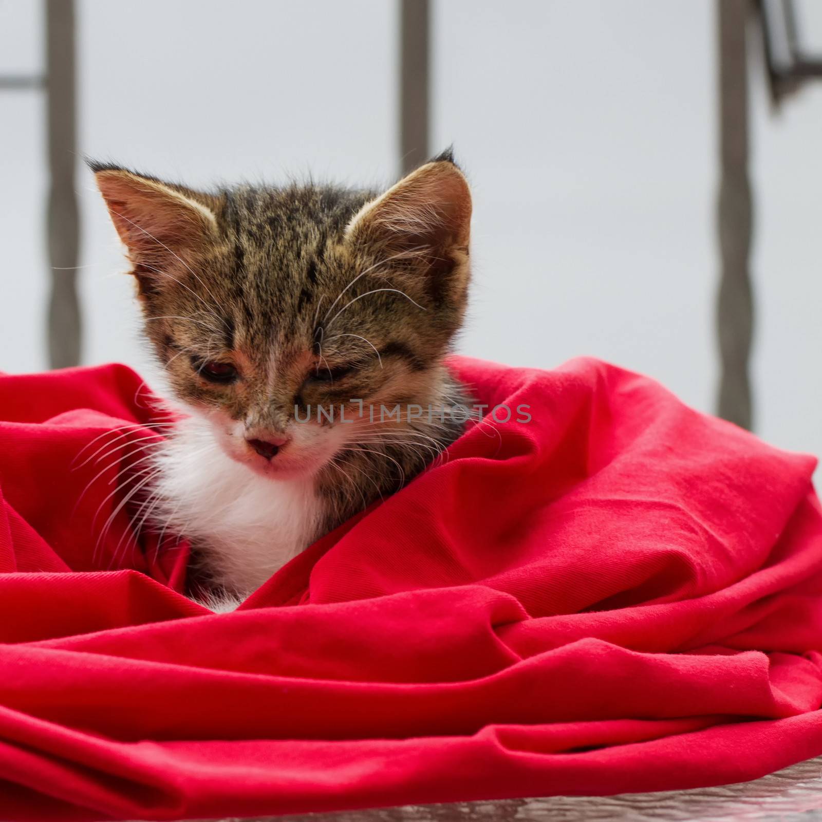 Almost sleeping cat in a red t shirt