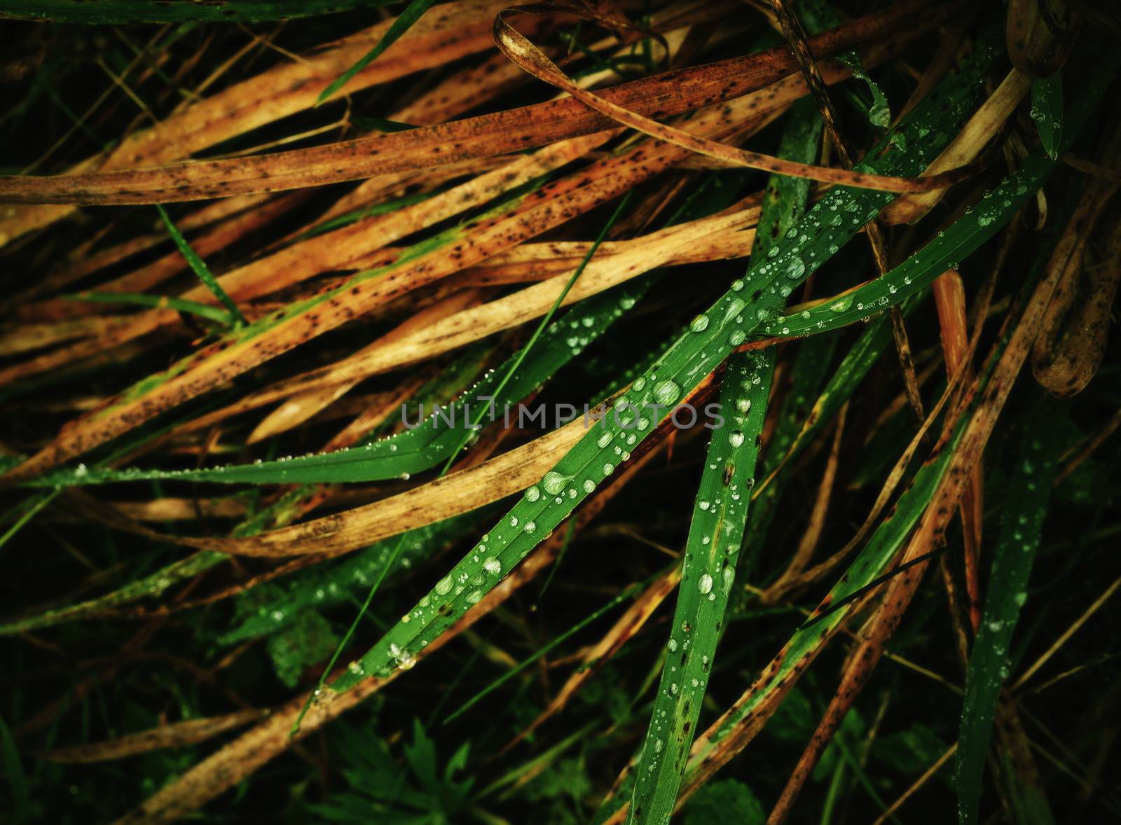 background or texture dewy autumn grass green and brown color