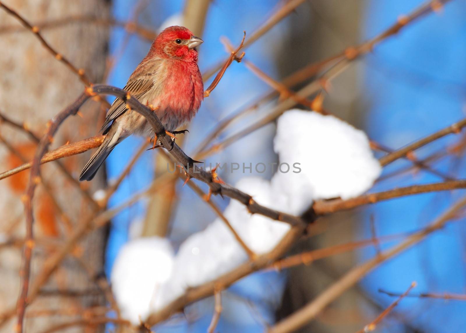 Red Finch perched on a tree branch.
