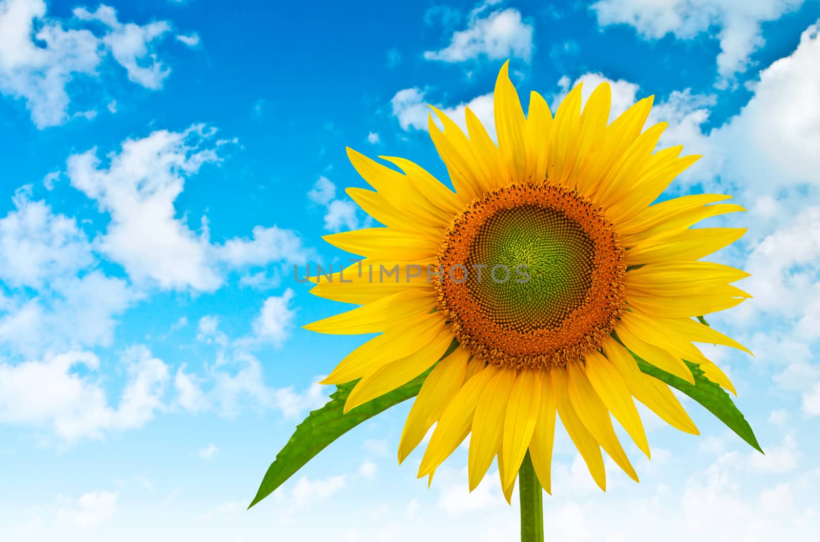 sunflower on a background of blue cloudy sky
