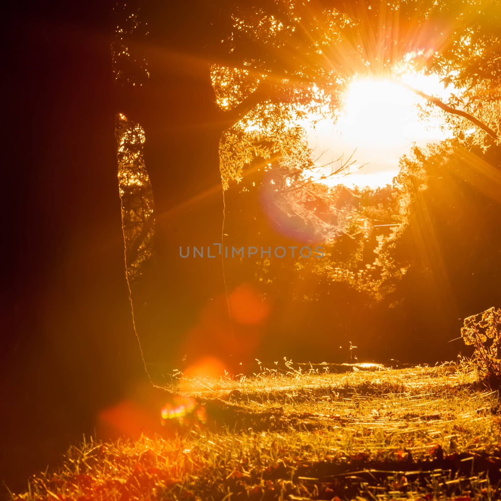 sunset in backyard by digidreamgrafix
