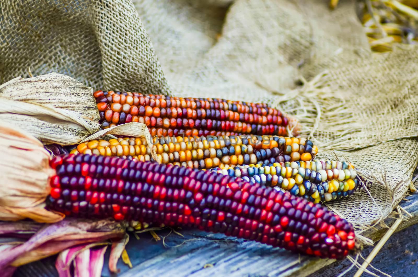 indian decorative corn on farm display