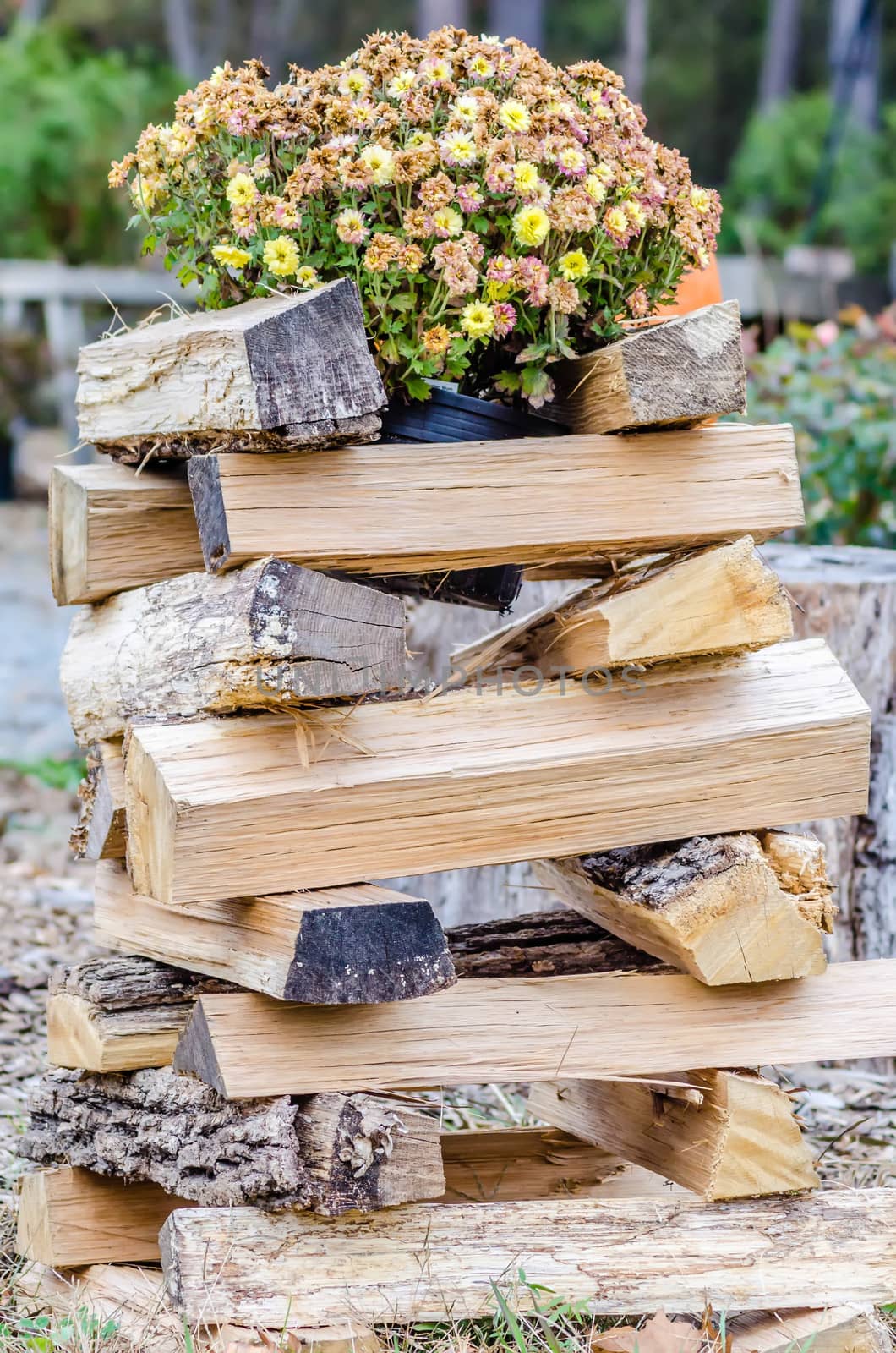 stack of firewood ready for fireplace by digidreamgrafix