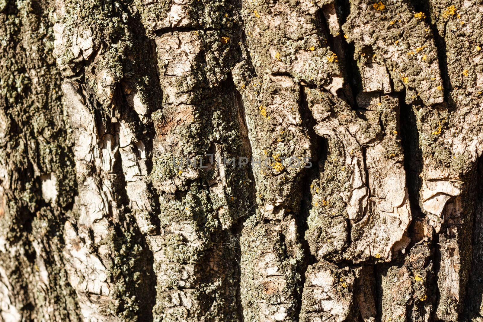 Tree bark photographed closeup autumn day in the park