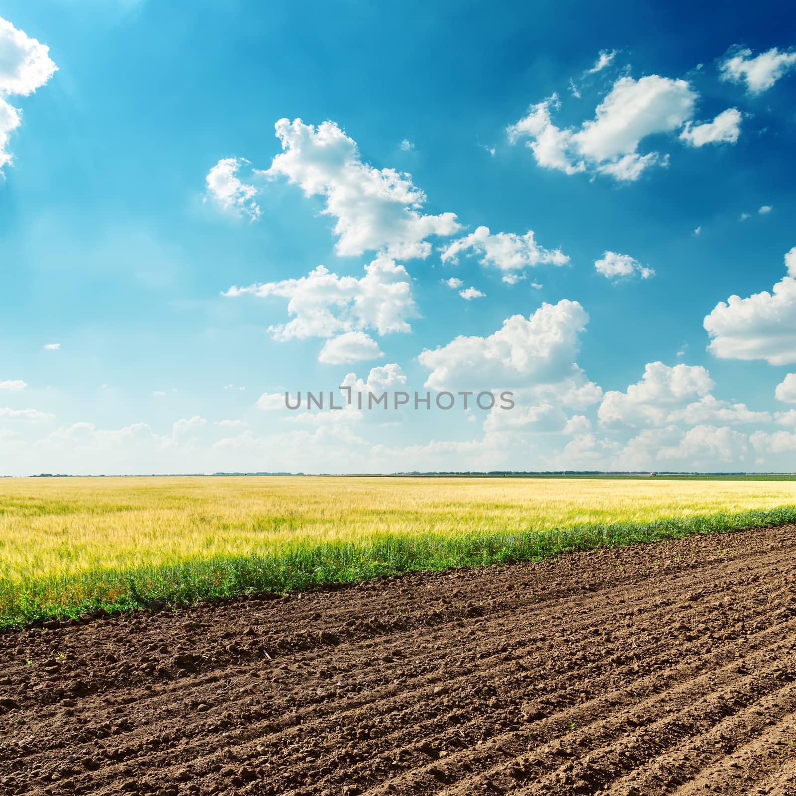 agriculture fields under deep blue cloudy sky