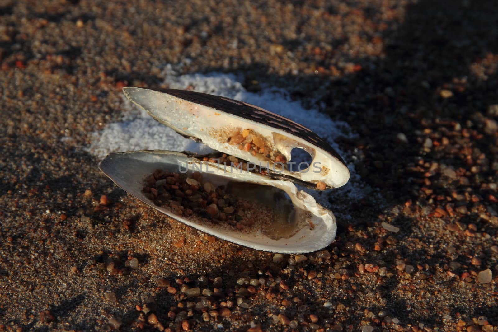 Shell on beach sand. by Metanna