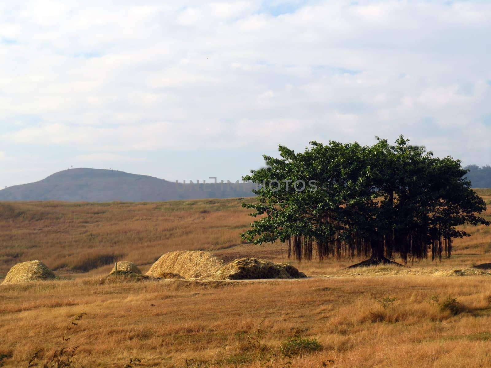 A lonely banyan tree standing alone in a grassy countryside in India.                               