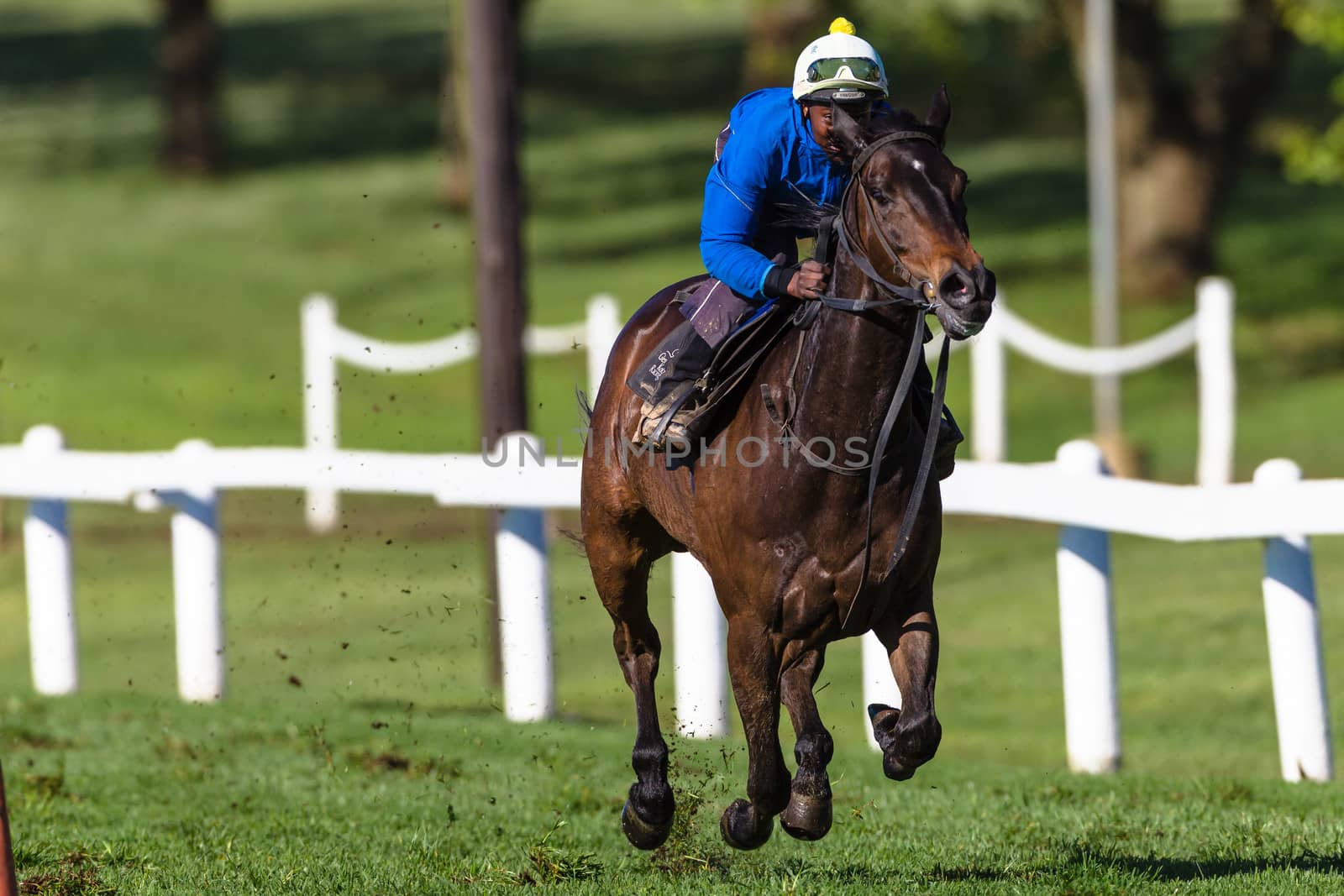 Jockey riding race horse galloping on grass track training