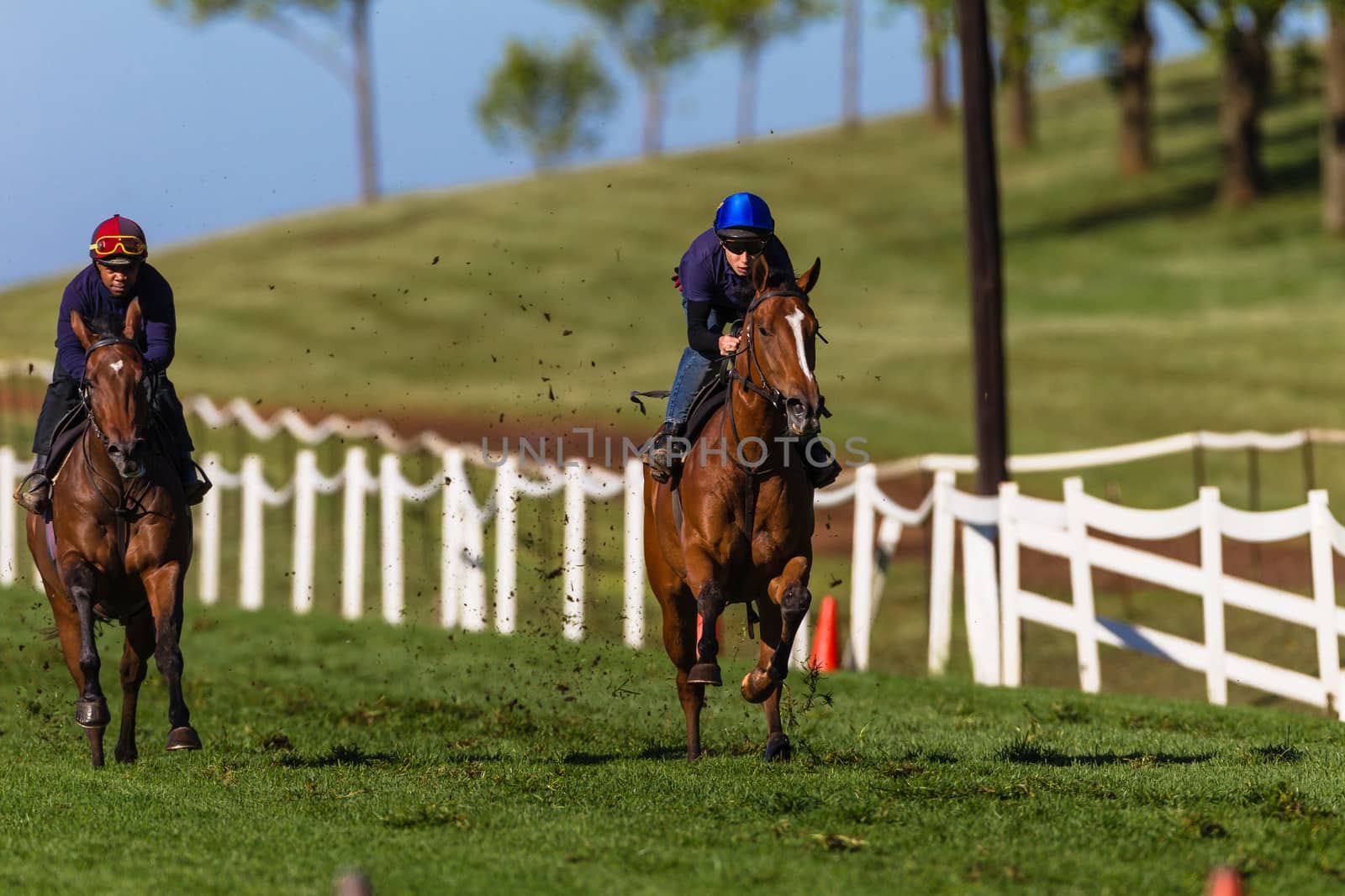 Jockeys Grooms riding race horses galloping on Grass track training