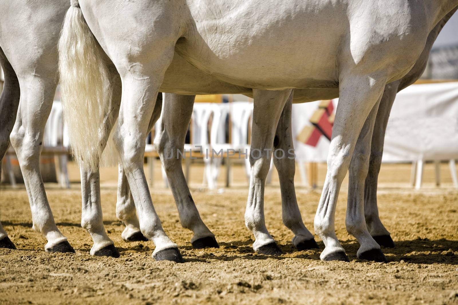 Equestrian test functionality with 3 pure Spanish horses, also called cobras 3 Mares, detail of the legs and hooves, Spain