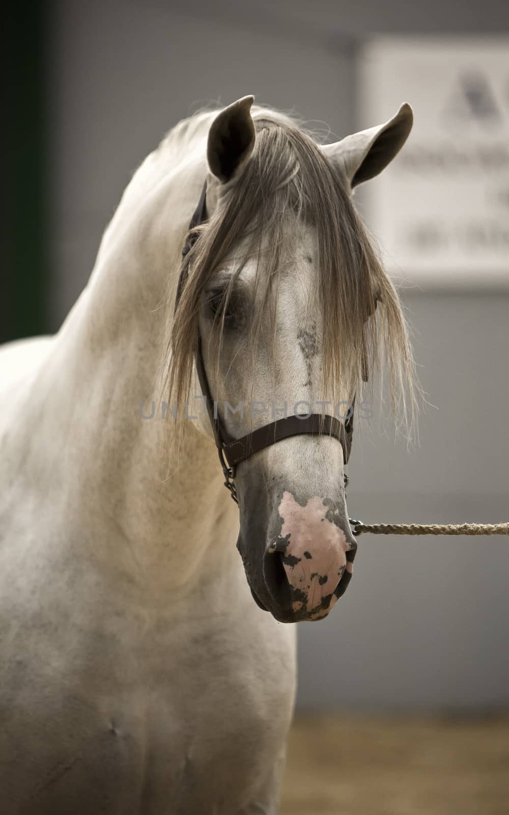 Spanish purebred horse competing in dressage competition classic, Spain