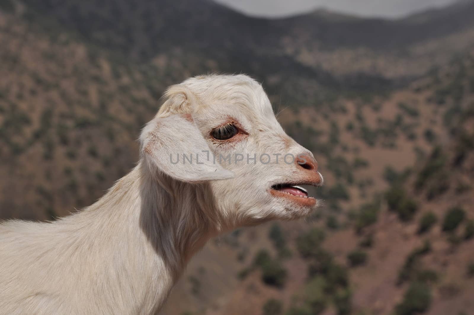 Young white goat looking in to the camera