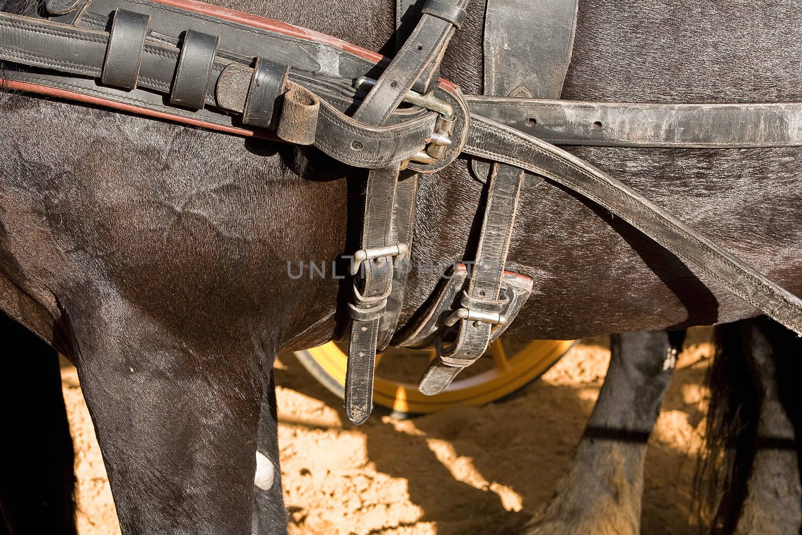 Detail of buckles and straps of a horse used for the transportation of carriages, Spain