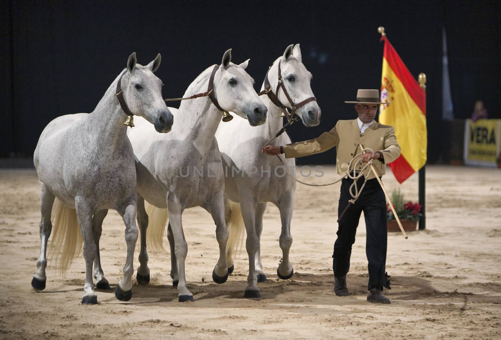 Equestrian test functionality with 3 pure Spanish horses, also called cobras 3 Mares, Spain