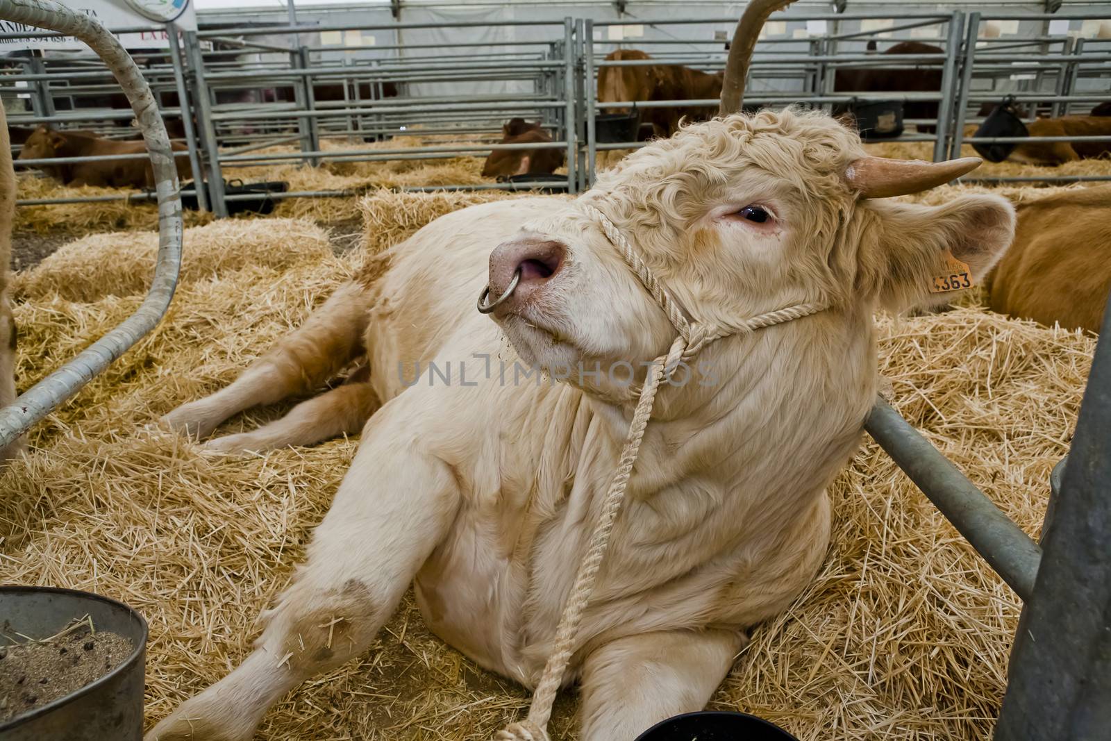 Bull beef breed Charolais, is a race that has a very good meat conformation, Pozoblanco, Cordoba province, Andalusia, Spain