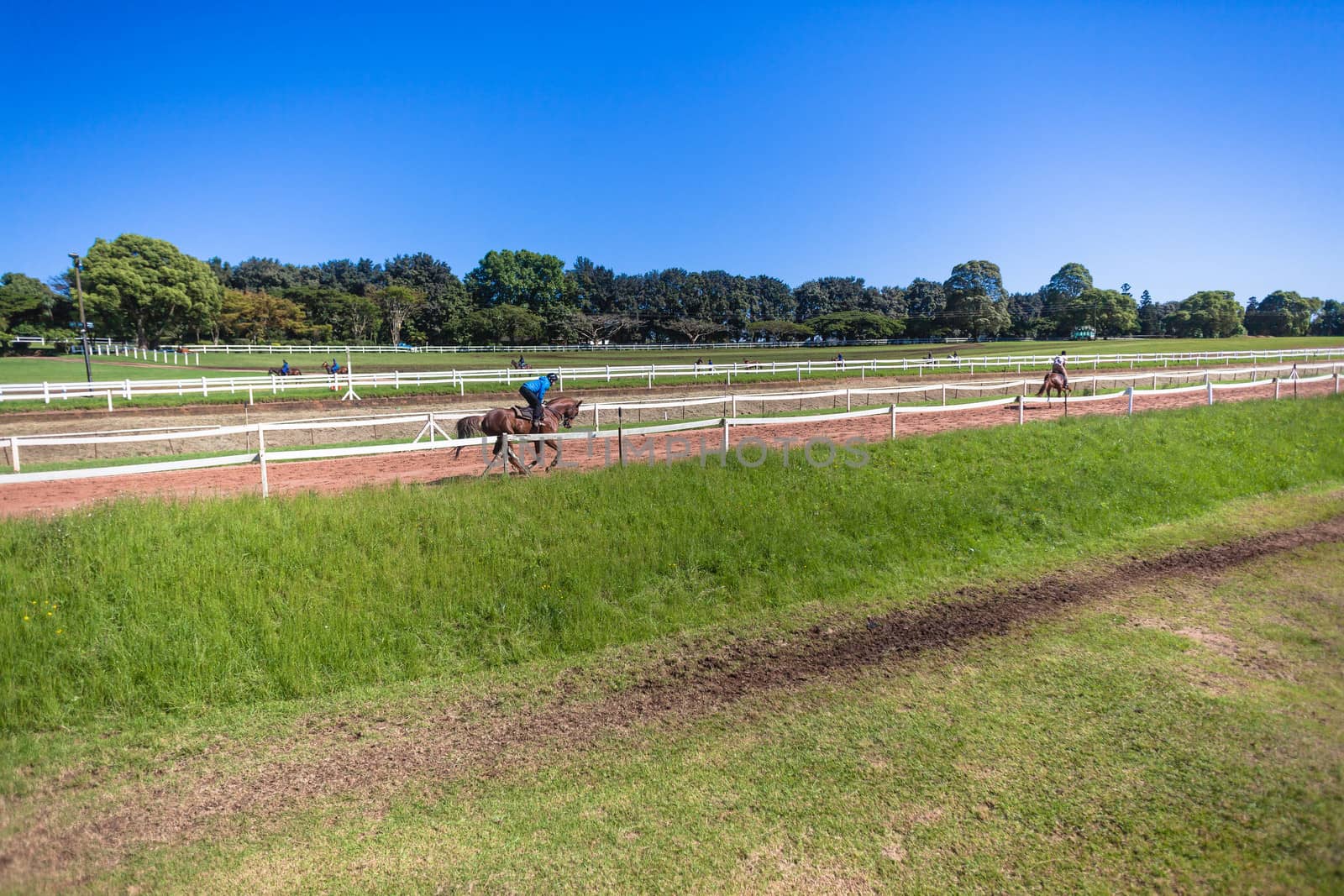 Jockey riding focusing on race horse galloping on grass track training
