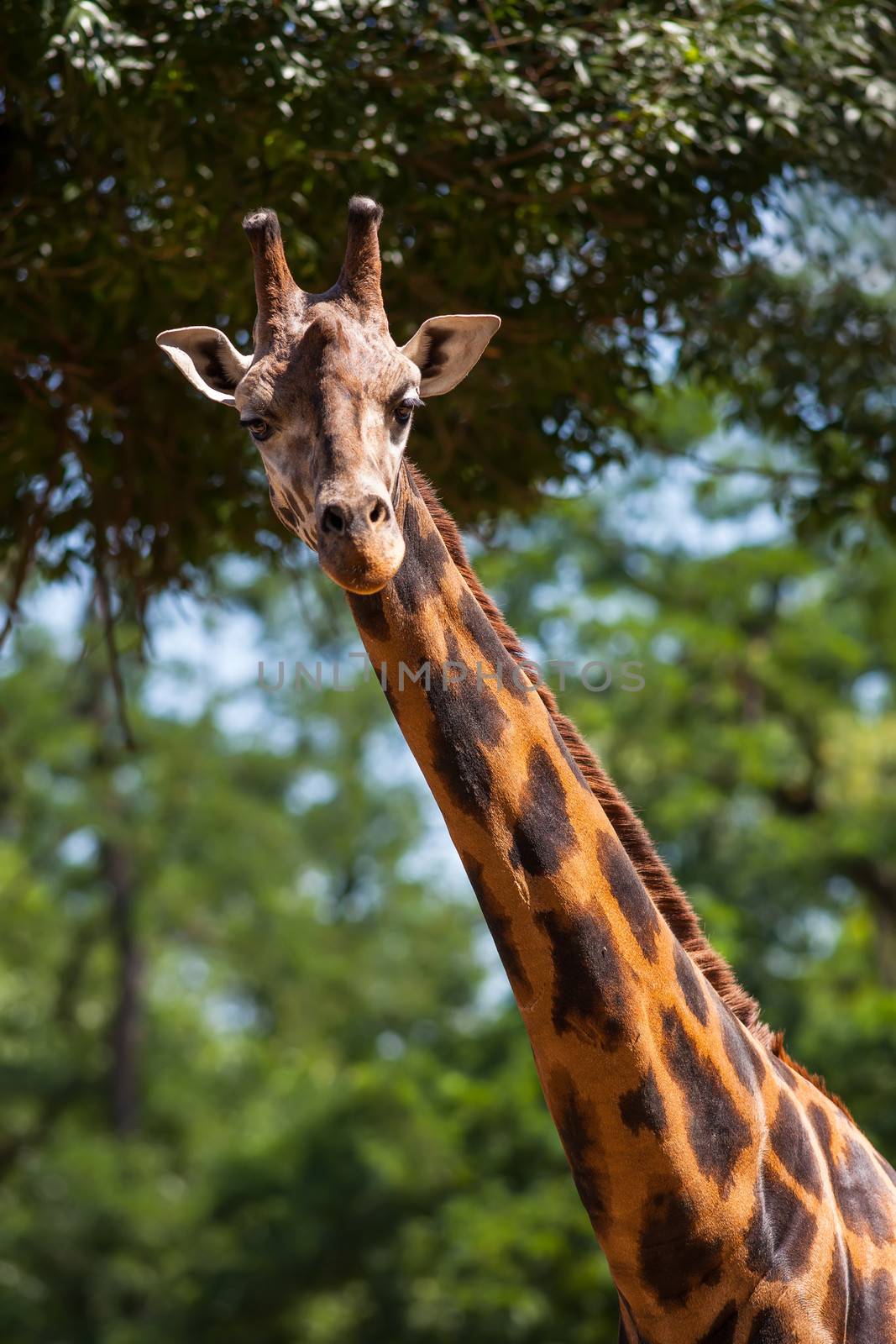 Portrait of a young giraffe on soft nature background