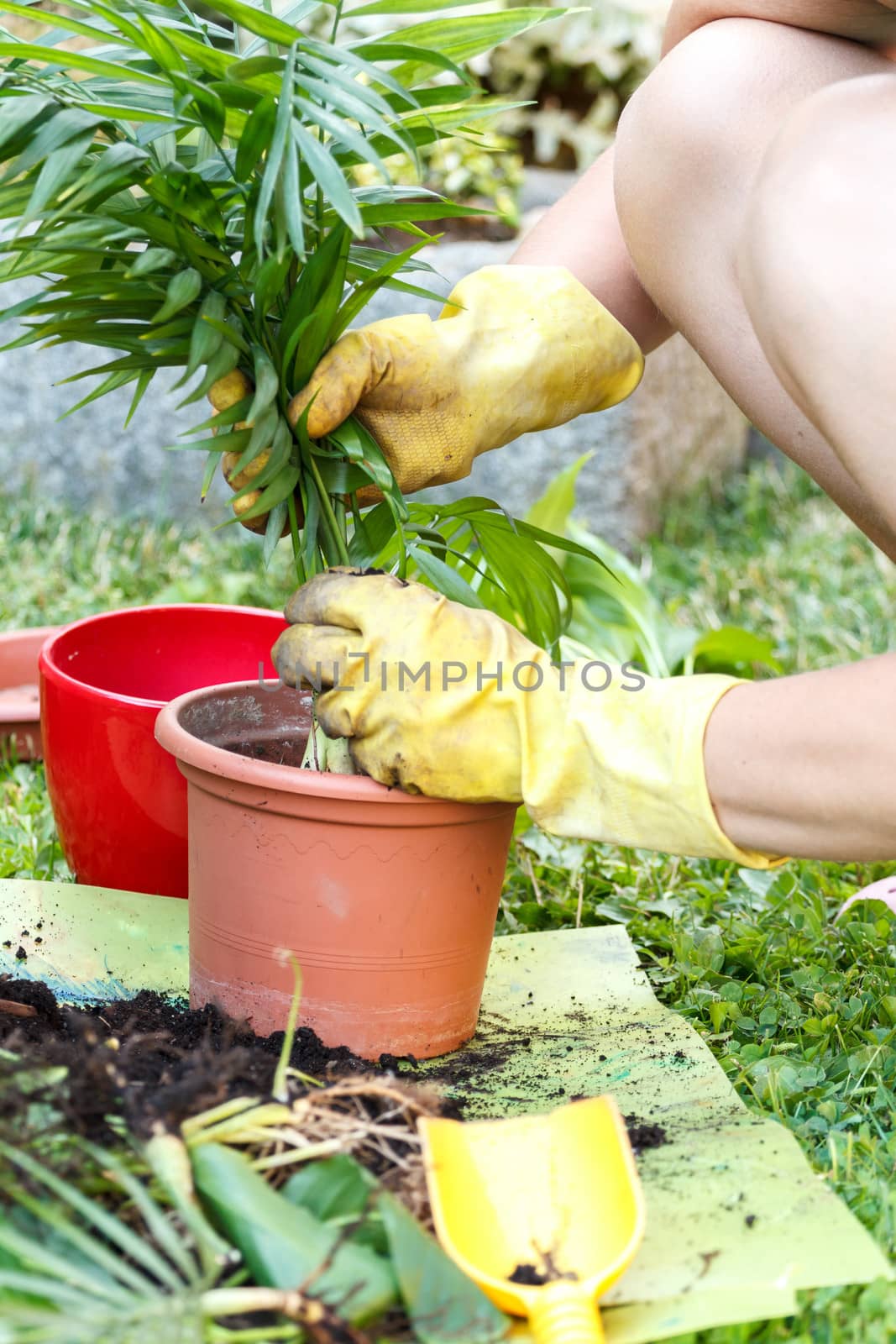 gardening with rubber yellow gloves, detail of  replanting green plants