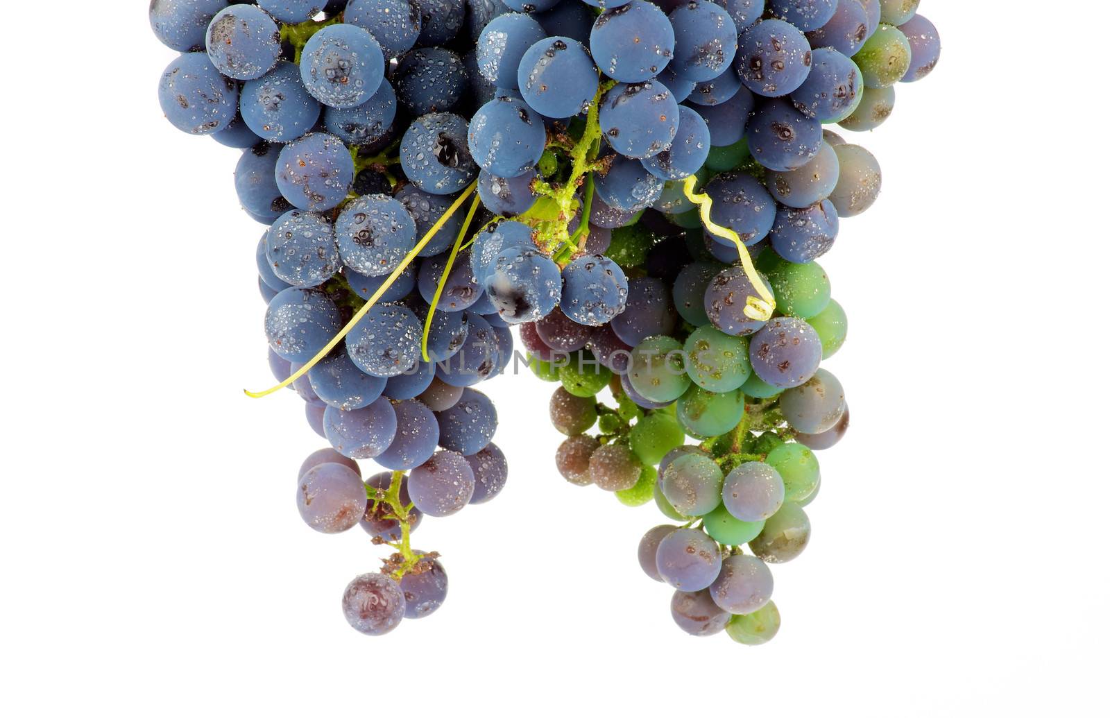 Two Bunches of Red Wine Grape with Water Drops closeup on white background