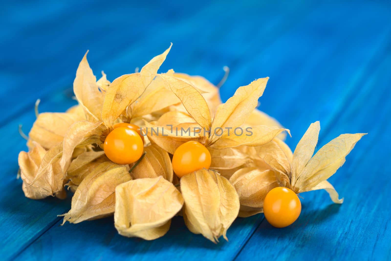 Physalis berry fruits (lat. Physalis peruviana) with husk on blue wood (Selective Focus, Focus on the open physalis berries)