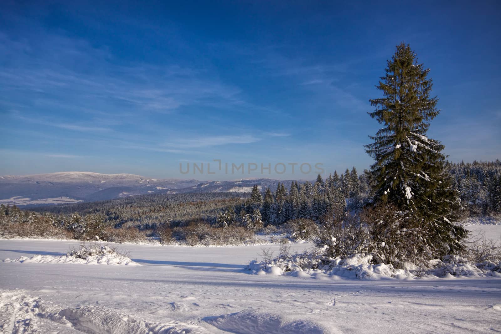 Scenic snowy winter panorama with pine tree and blue sky