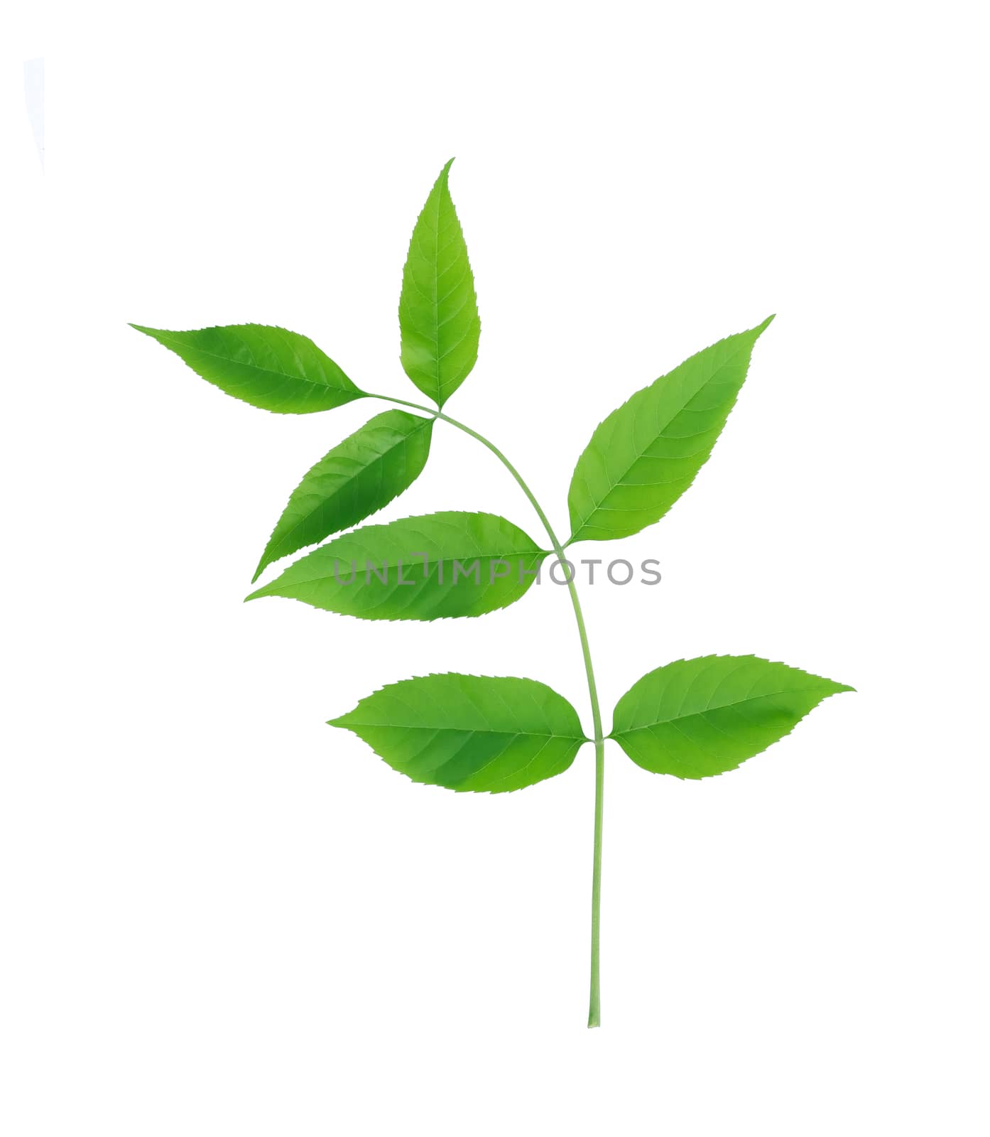 Beautiful twig with green leaves on white background. Isolated with clipping path