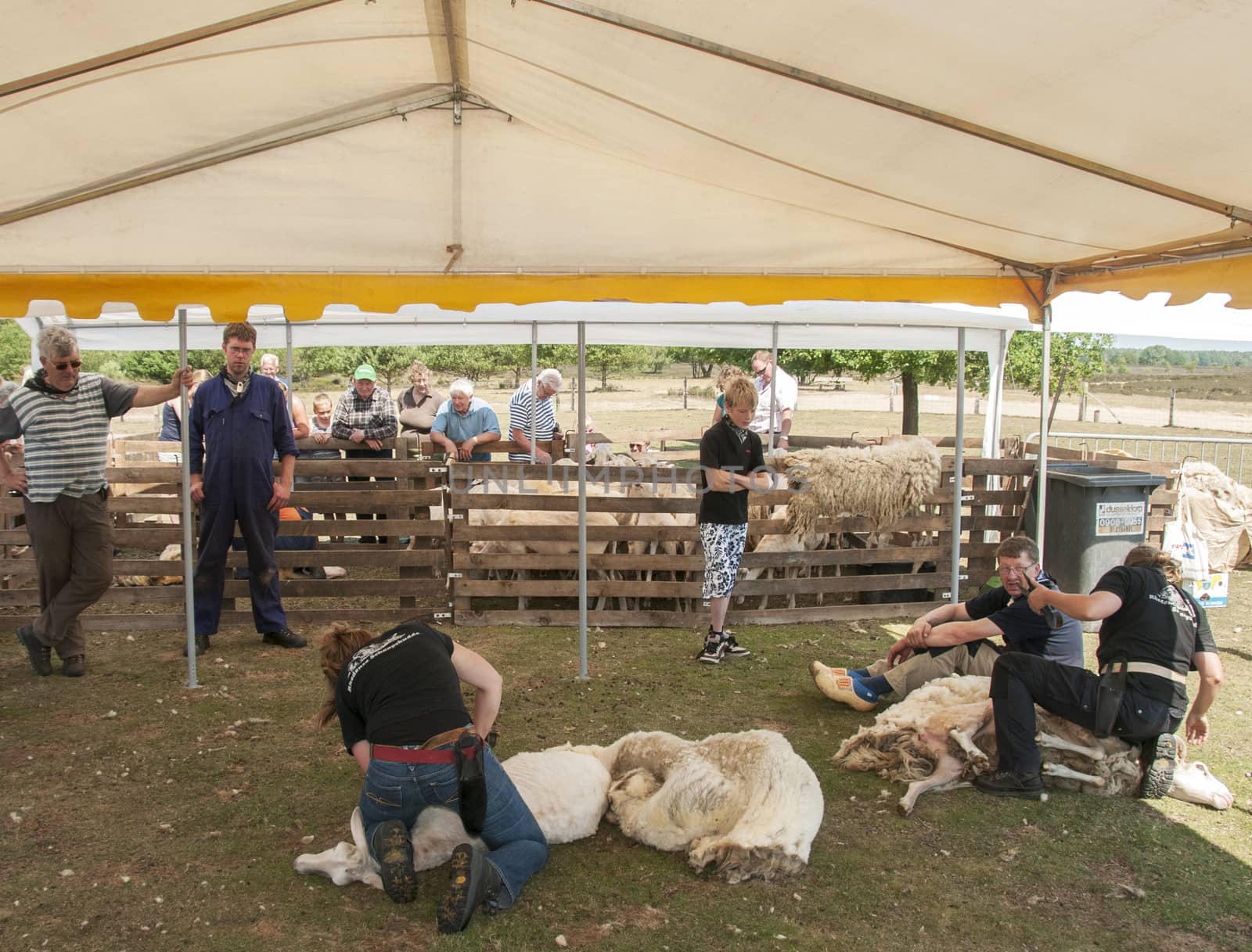  shearing a sheep at the annual sheep shearing  in Ermelo, Holland. The sheeps wool is used for weavig and making clothes