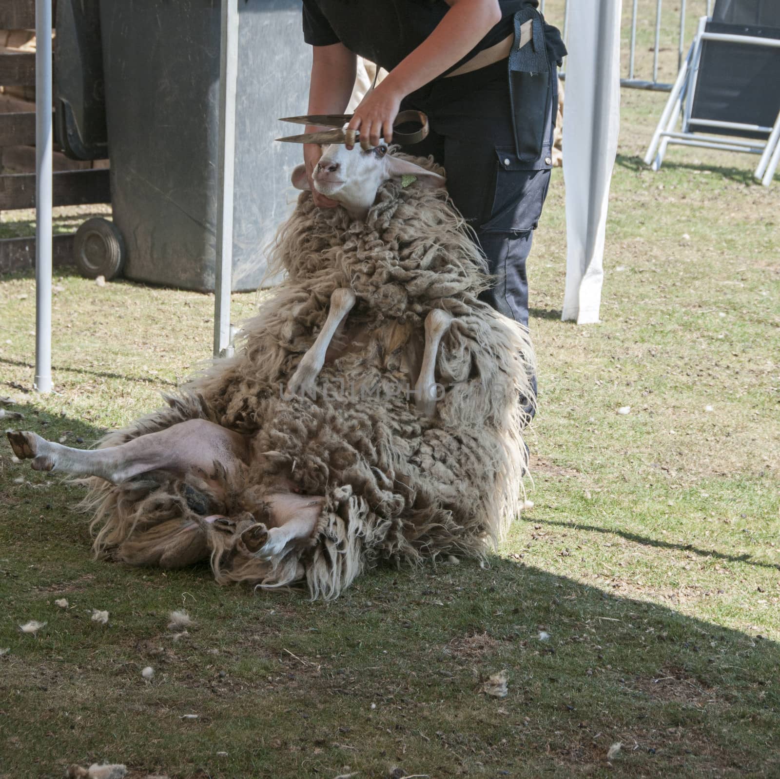  shearing a sheep at the annual sheep shearing  in Ermelo, Holland. The sheeps wool is used for weavig and making clothes
