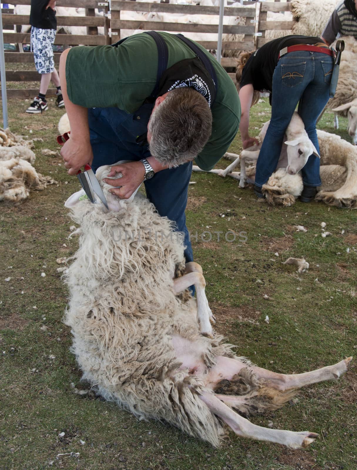 ERMELO,HOLLAND - JUNE 6: Unidentified man shearing a sheep at the annual sheep shearing festival on Junel 6, 2011 in Ermelo, Holland. The sheeps wool is used for weavig and making clothes