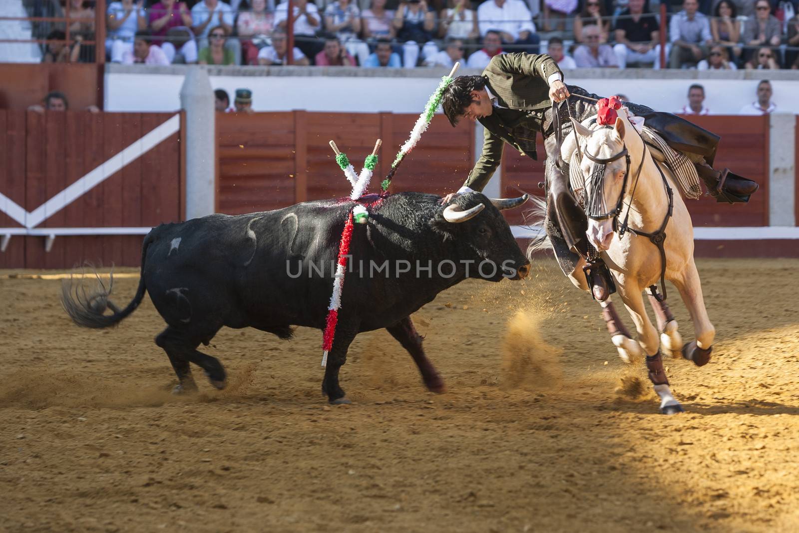 Pozoblanco, Cordoba province, SPAIN - 25 september 2011: Spanish bullfighter on horseback Diego Ventura bullfighting on horseback playing the head of the bull with his hand in Pozoblanco, Cordoba province, Andalusia, Spain