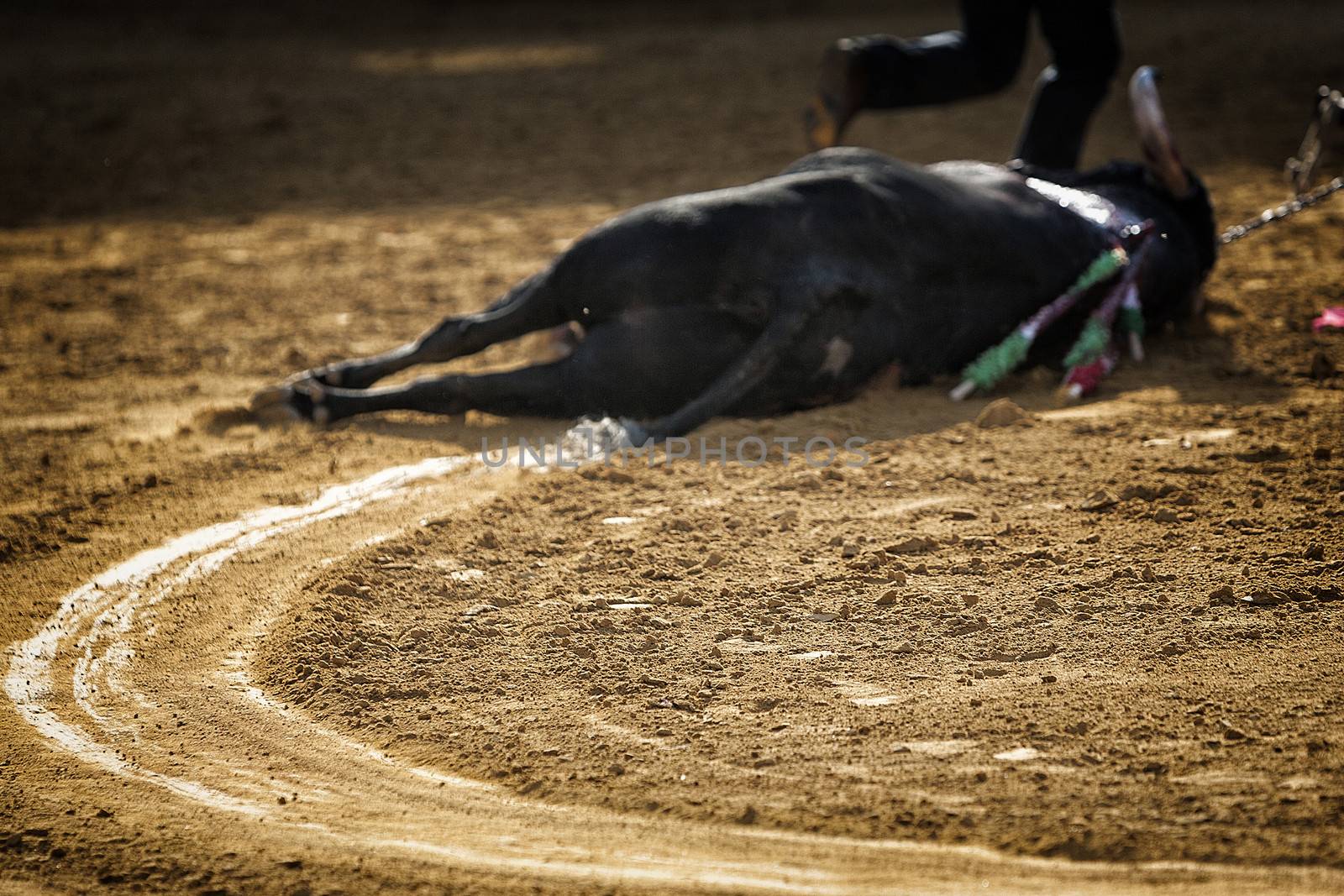 Dragging of the bull died after the fight in the bullring of Pozoblanco, province of Cordoba, Spain