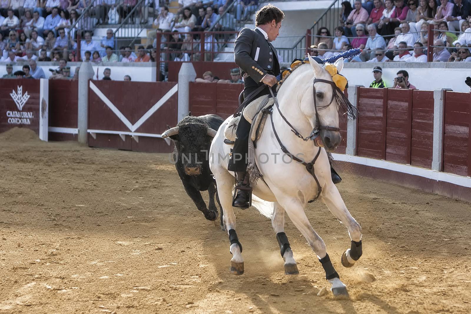 Pozoblanco, Cordoba province, SPAIN - 14 august 2011: Spanish bullfighter on horseback Leonardo Hernandez chased by the bull in a very complicated position, called support to the Gallop, in Pozoblanco, Cordoba province, Andalusia, Spain