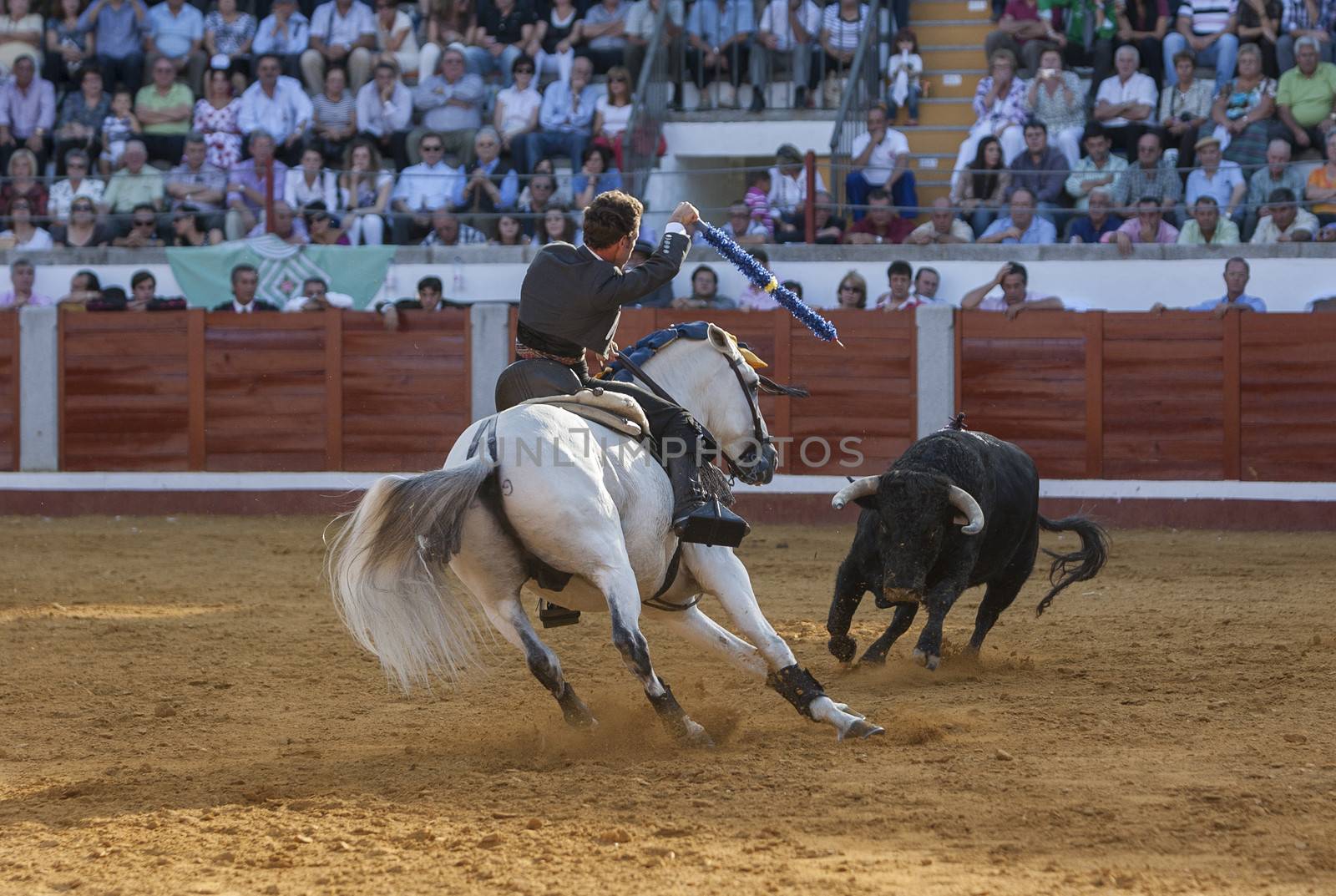 Pozoblanco, Cordoba province, SPAIN - 14 august 2011: Spanish bullfighter on horseback Leonardo Hernandez putting the bull banderillas in Pozoblanco, Cordoba province, Andalusia, Spain