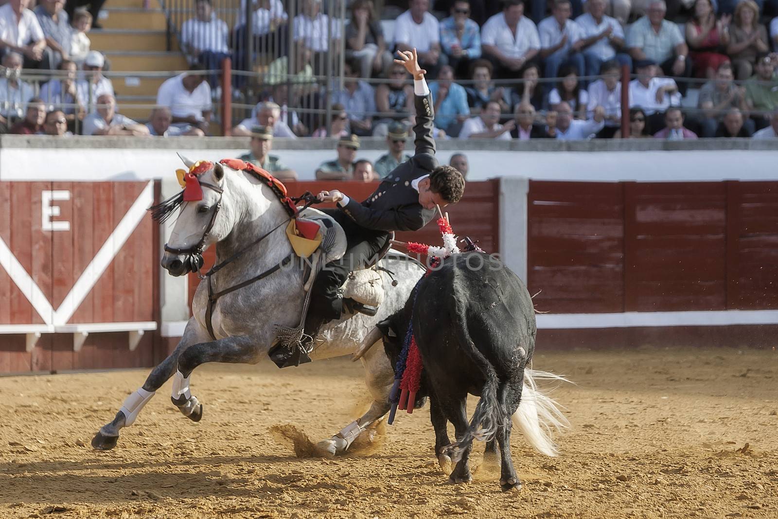 Pozoblanco, Cordoba province, SPAIN - 14 august 2011: Spanish bullfighter on horseback Leonardo Hernandez putting the bull banderillas in Pozoblanco, Cordoba province, Andalusia, Spain