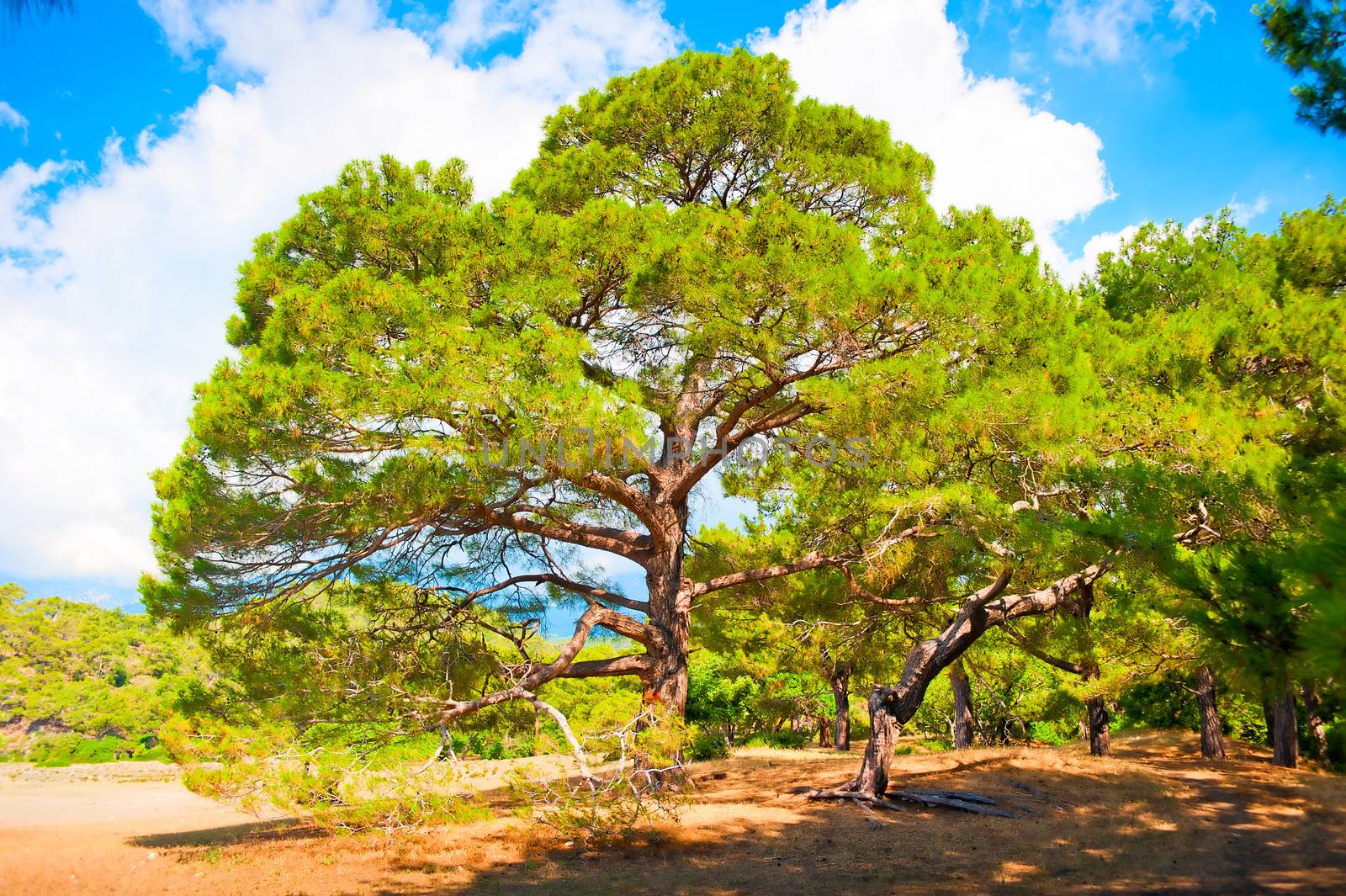 Branchy pine in forest summer