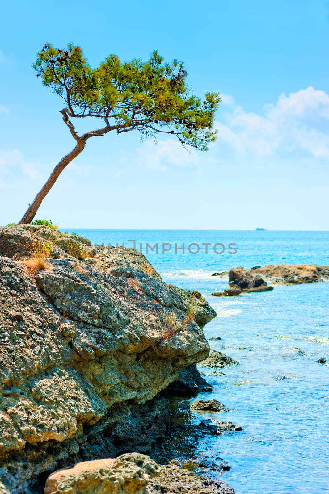 landscape with a lonely pine tree on the background of the sea