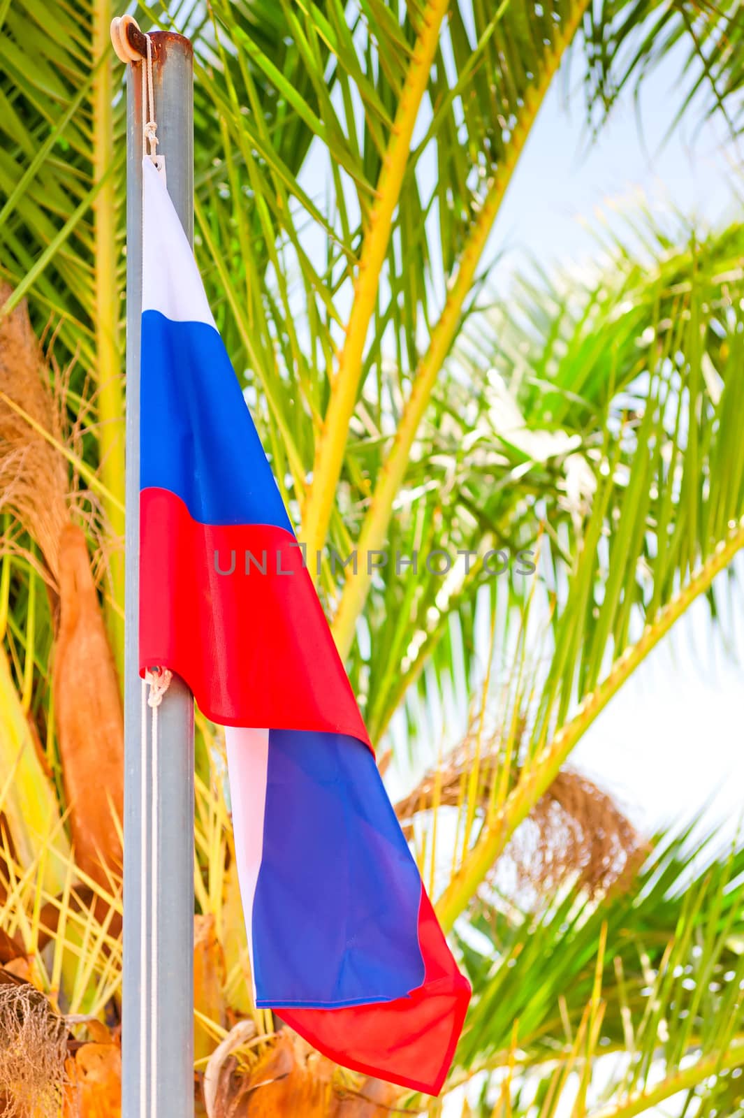 Russian flag on a background of palm trees by kosmsos111