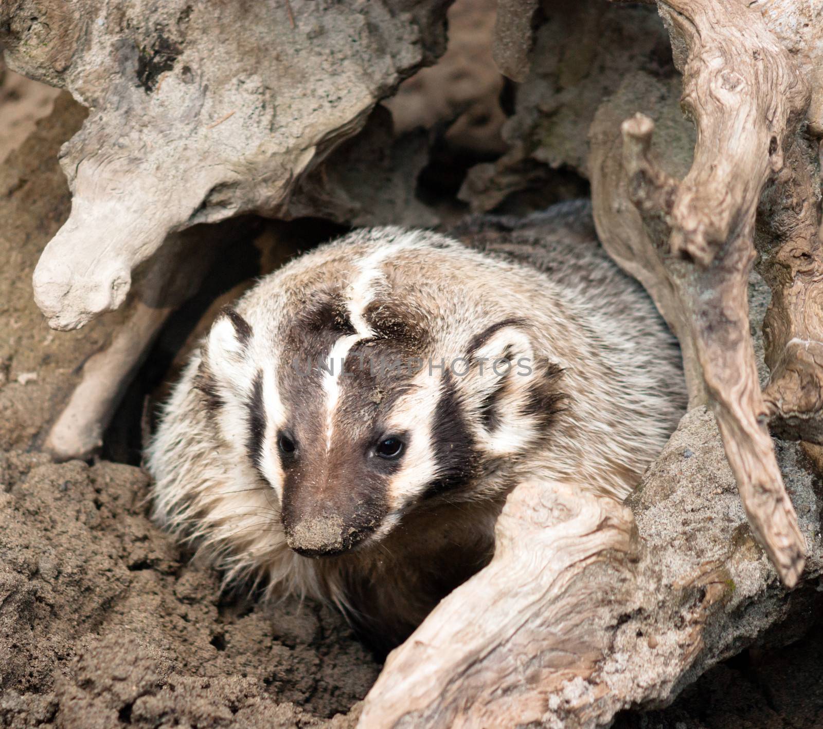 North American Short Legged Badger Emerging from Safety of Burro by ChrisBoswell