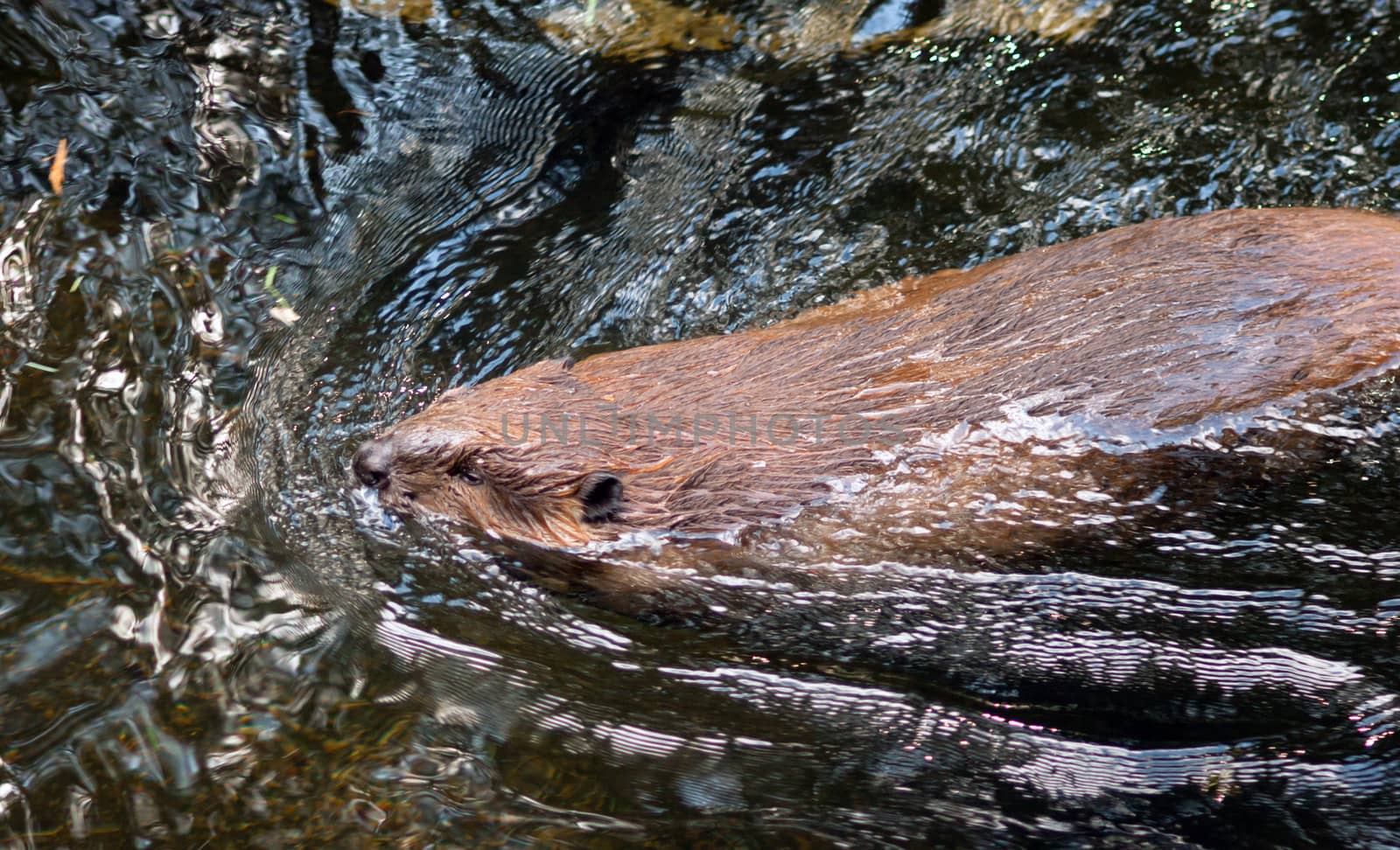 North American Beaver Castor Canadensis Wild Animal Swimming Dam by ChrisBoswell