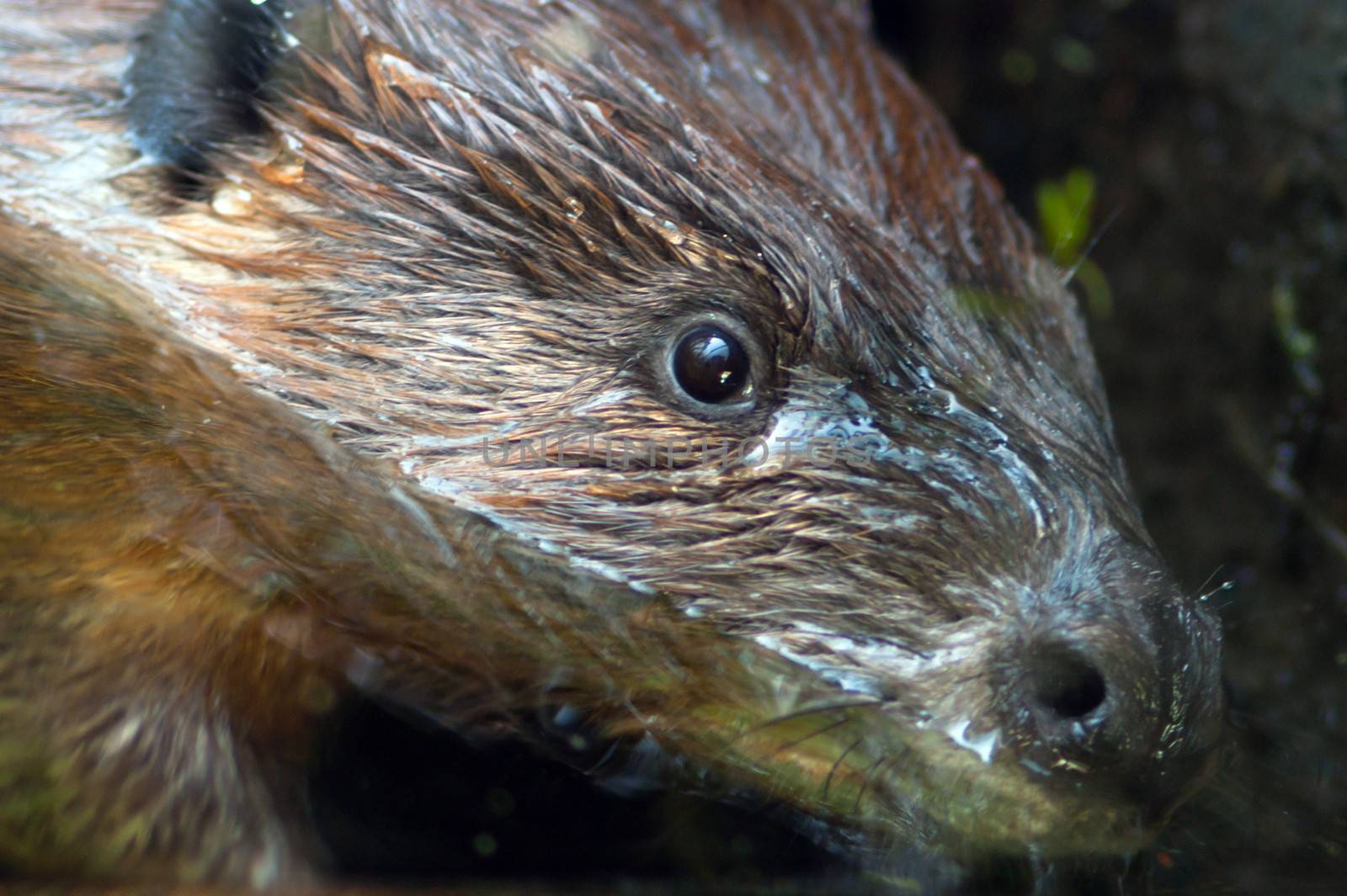 A Beaver spends much of his time in the water moving branches around for his dams and den