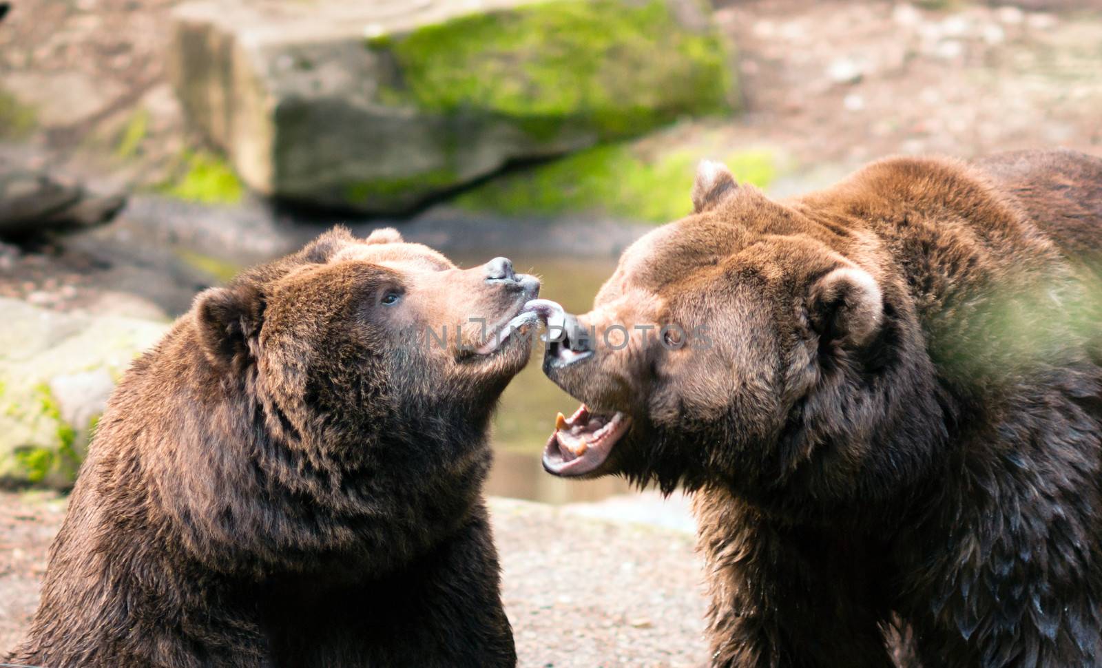 Brown Bears growl at each other while appearing to play and bond in partnership