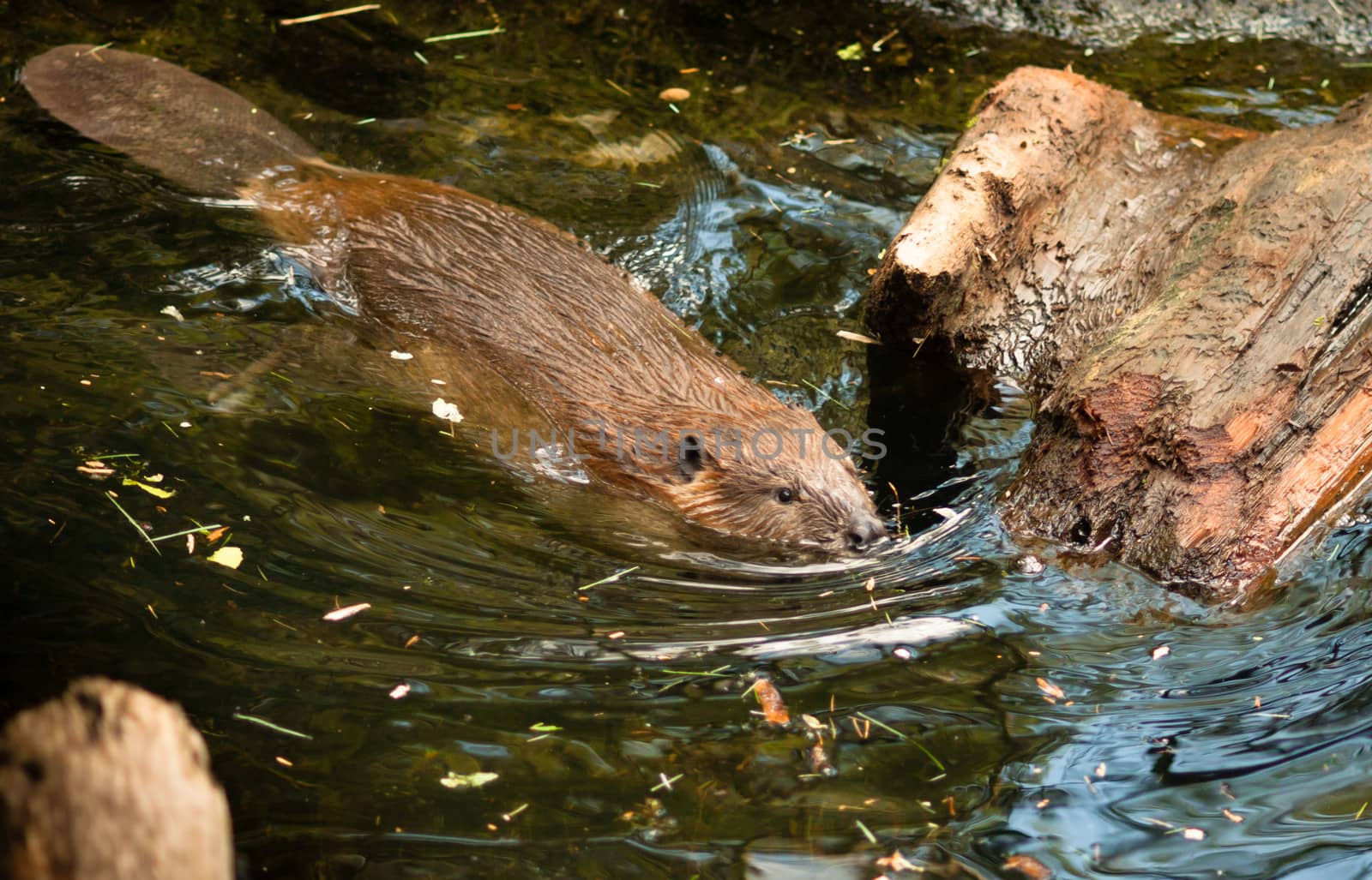 A Beaver swims around gathering wood for his lodge