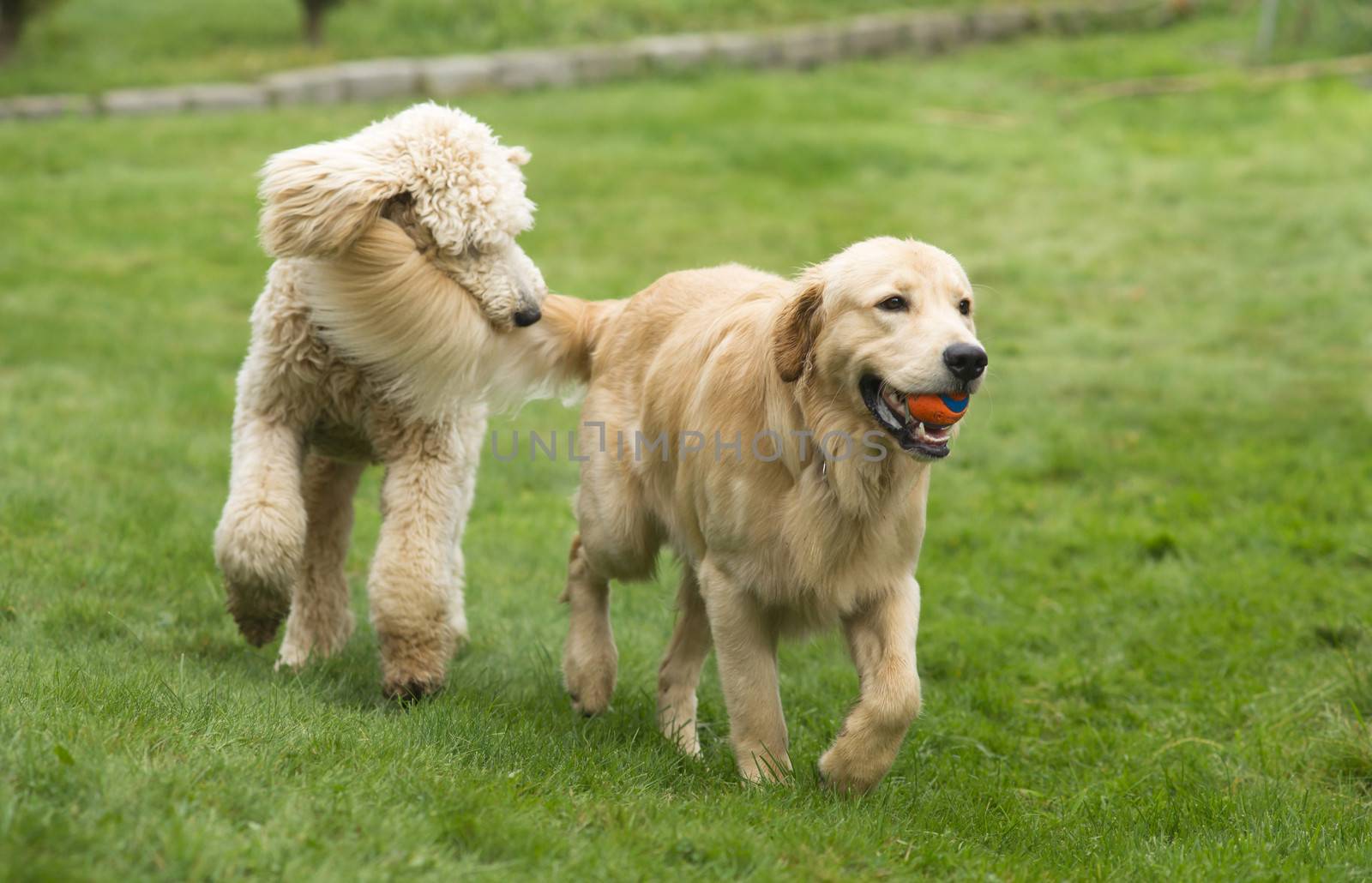 Two full size dogs play fetch the ball together