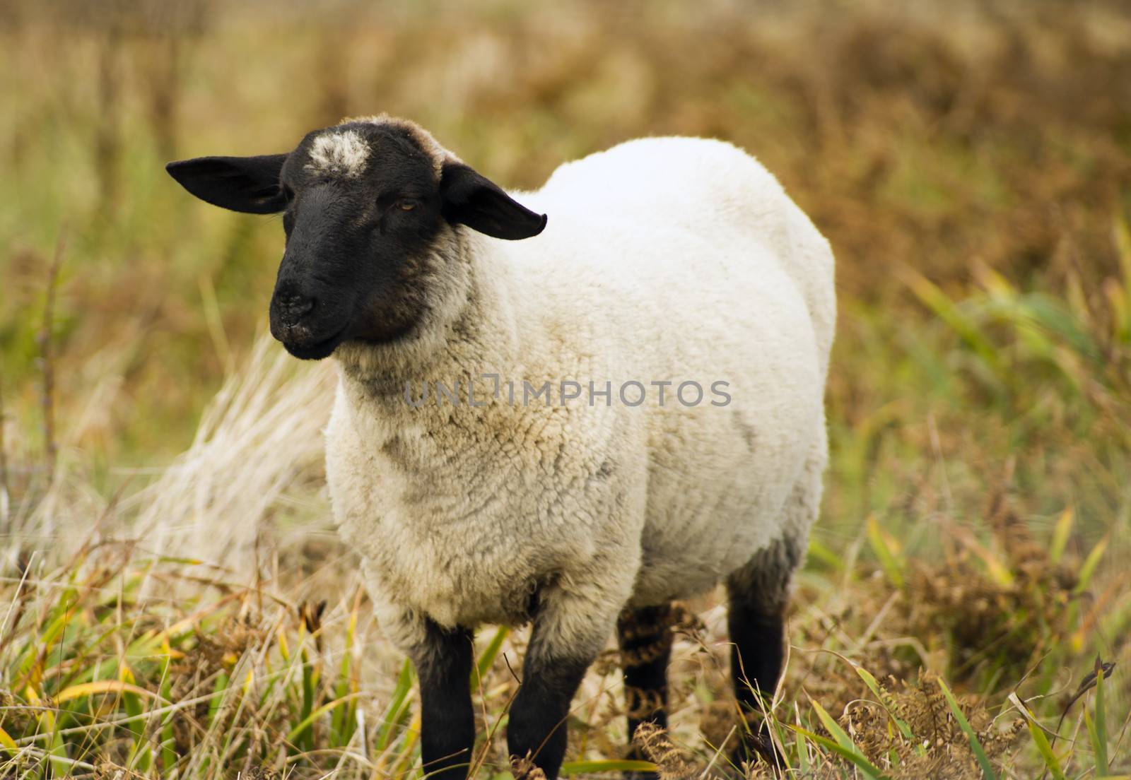 Sheep Ranch Livestock Farm Animal Grazing Domestic Mammal by ChrisBoswell