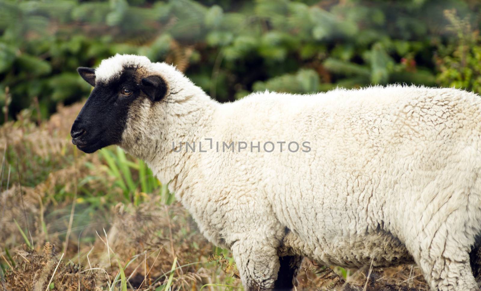 Domestic sheep grazing the day away on an Oregon ranch