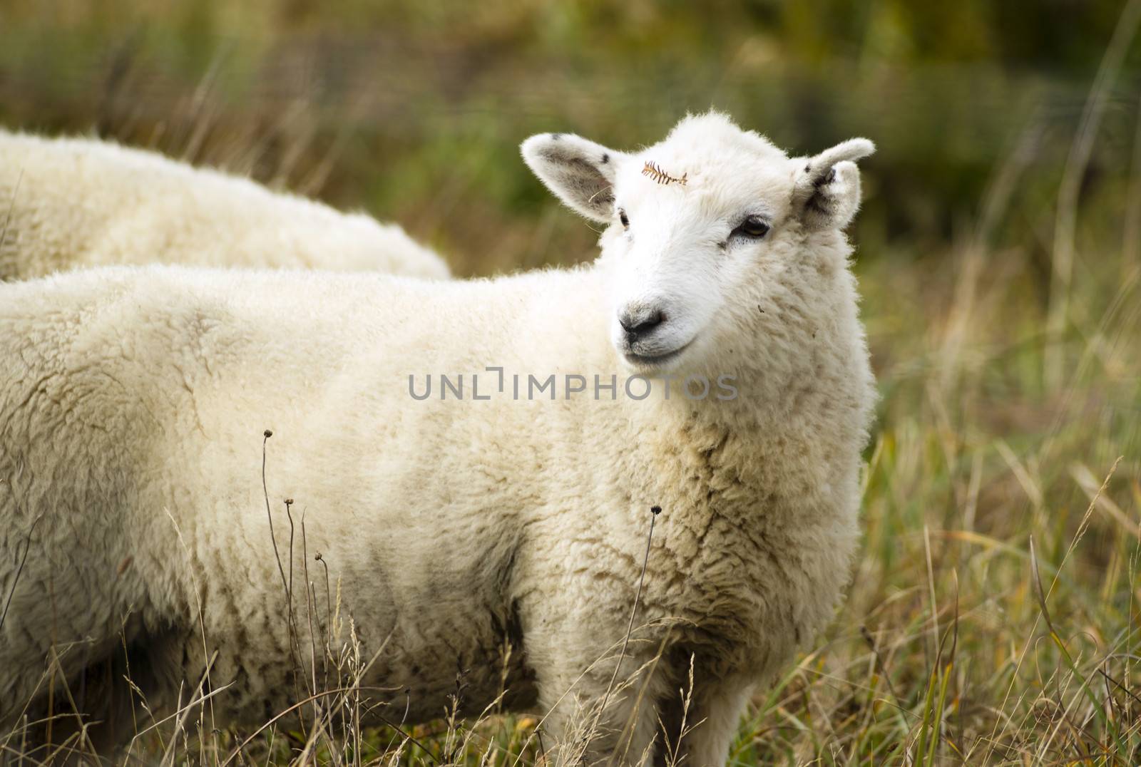 Domestic sheep grazing the day away on an Oregon ranch